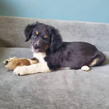 Cherio Roxa - Pre Adoption -  Mixed Breed Dog for Adoption in Kettering, Ohio - Cherio Roxa - Pre Adoption | PetCurious
