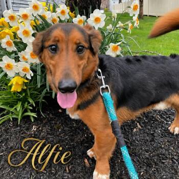 Alfie -  Basset Hound and Shepherd Dog for Adoption in Cleveland, Tennessee - Alfie | PetCurious