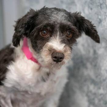 Szara (JN25-429) -  Miniature Schnauzer Dog for Adoption in Peyton, Colorado - Szara (JN25-429) | PetCurious
