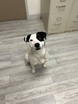 Rescue Australian Shepherd and Border Collie Dogs for Adoption in South Bend, Indiana - Grace | PetCurious