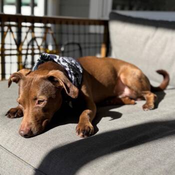 Chihuahua Dogs Available for Adoption - Thatch | PetCurious