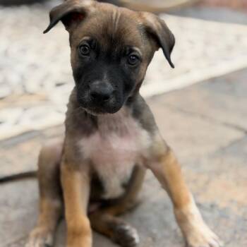 Vincent -  German Shepherd Dog and Mixed Breed Dog for Adoption in Las Vegas, Nevada - Vincent | PetCurious