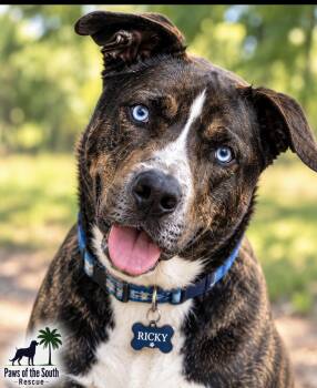 Ricky -  Husky and Pit Bull Terrier Dog for Adoption in Cumming, Georgia - Ricky | PetCurious