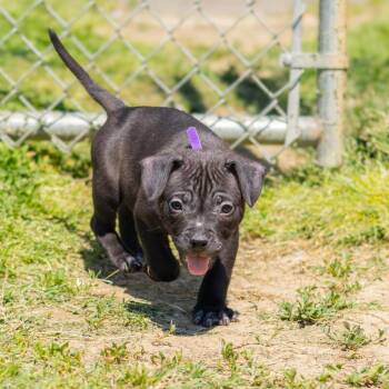 Fudge Rounds -  Mixed Breed Dog Available for Adoption in Wilmington, Delaware - Fudge Rounds | PetCurious