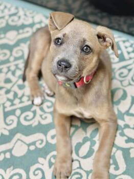 Labrador Retriever Dogs Available for Adoption in Columbia, Missouri - Lily | PetCurious