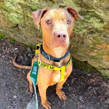 Mixed Breed Dogs Available for Adoption in Narberth, Pennsylvania - Dexter | PetCurious