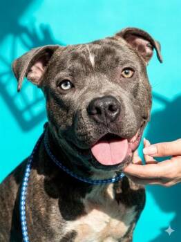 Mixed Breed Dogs Available for Adoption in Jacksonville, Florida - TOMMY | PetCurious