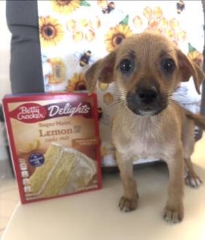 Hoagie -  Dachshund and Chihuahua Dog for Adoption in Virginia Beach, Virginia - Hoagie | PetCurious
