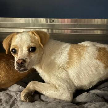 Figueroa -  Chihuahua and Mixed Breed Dog for Adoption in Yuma, Arizona - Figueroa | PetCurious