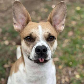 Terrier Dogs Available for Adoption - Kenny | PetCurious