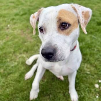 Star -  Mixed Breed Dog for Adoption in Dubuque, Iowa - Star | PetCurious