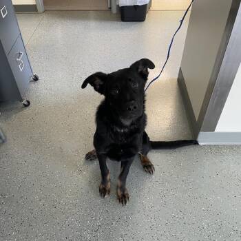 Hank -  Shepherd and Mixed Breed Dog for Adoption in Galax, Virginia - Hank | PetCurious