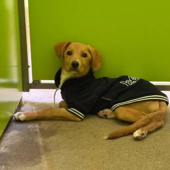 Rowan -  Mixed Breed Dog for Adoption in Tulsa, Oklahoma - Rowan | PetCurious