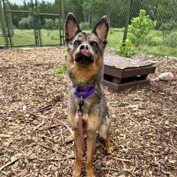 RUNNER -  German Shepherd Dog and Mixed Breed Dog for Adoption in Leesburg, Virginia - RUNNER | PetCurious