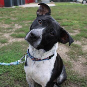Raena -  Pit Bull Terrier and Mixed Breed Dog for Adoption in Champaign, Illinois - Raena | PetCurious