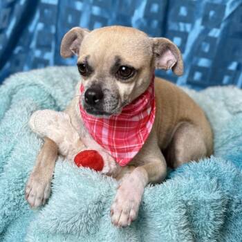 Pug and Mixed Breed Dogs Available for Adoption - Brie | PetCurious