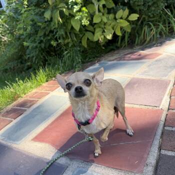 Tilly -  Chihuahua Dog for Adoption - Tilly | PetCurious