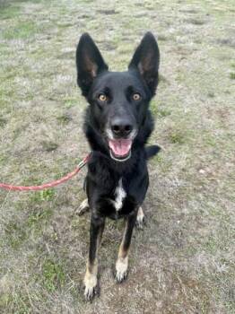 Rescue German Shepherd Dog Dogs for Adoption in Roseburg, Oregon - Maze | PetCurious