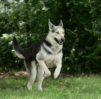 German Shepherd Dog and Husky Dogs Available for Adoption in Houston, Texas - Houdini  | PetCurious