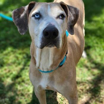 Mixed Breed Dogs Available for Adoption in Sarasota, Florida - Daisy | PetCurious