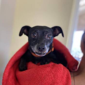 Chihuahua Dogs Available for Adoption in Ramona, California - Biggie | PetCurious
