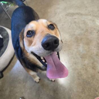 (Oliver)  formerly Link -  Beagle and Mixed Breed Dog for Adoption in Jasper, Indiana - (Oliver)  Formerly Link | PetCurious