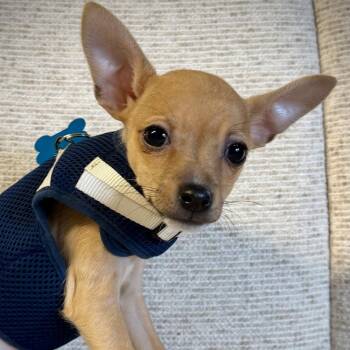 Dodge -  Rat Terrier Dog for Adoption in Alafaya, Florida - Dodge | PetCurious
