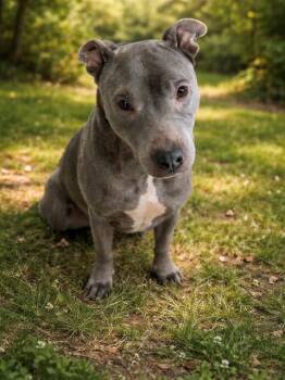Pit Bull Terrier Dogs Available for Adoption - MERCY | PetCurious