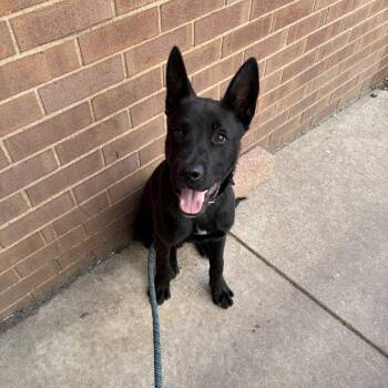 Guess Who -  German Shepherd Dog and Mixed Breed Dog for Adoption in St. Louis, Missouri - Guess Who | PetCurious
