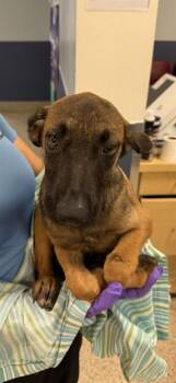 ATLAS -  German Shepherd Dog and Mixed Breed Dog for Adoption in Doral, Florida - ATLAS | PetCurious