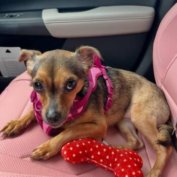 Leia -  Chihuahua and Terrier Dog for Adoption in Hobe Sound, Florida - Leia | PetCurious
