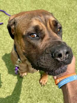 Queen Elizabeth -  Mixed Breed Dog for Adoption in Wichita, Kansas - Queen Elizabeth | PetCurious