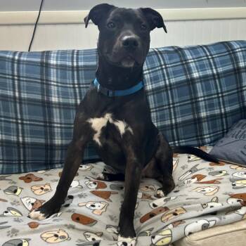 Chops -  Boxer and Terrier Dog for Adoption in Butler, Kentucky - Chops | PetCurious