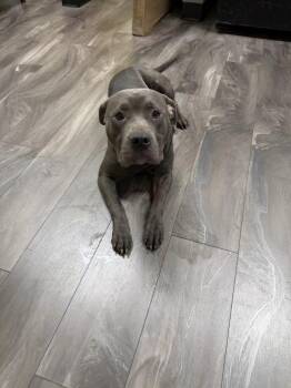 Drag -  Pit Bull Terrier Dog for Adoption in Trenton, New Jersey - Drag | PetCurious