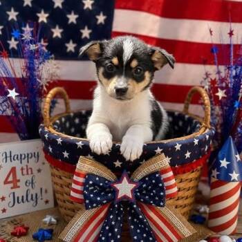 Paisley -  Pomeranian and Jack Russell Terrier Dog for Adoption in Crosby, Texas - Paisley | PetCurious