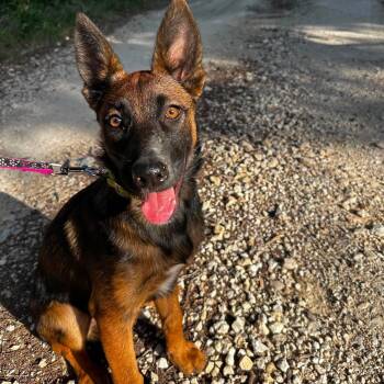 Robin -  Belgian Shepherd Malinois Dog for Adoption in Lockhart, Texas - Robin | PetCurious