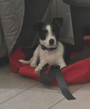 Rescue Terrier Dogs for Adoption in Sunrise, Florida - Bumble | PetCurious