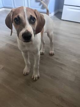 Rescue Mixed Breed Dogs for Adoption in Covington, Louisiana - Patriot | PetCurious