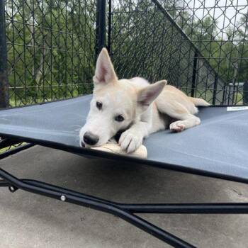 Rocket -  Husky and Mixed Breed Dog for Adoption in Hamden, Connecticut - Rocket | PetCurious