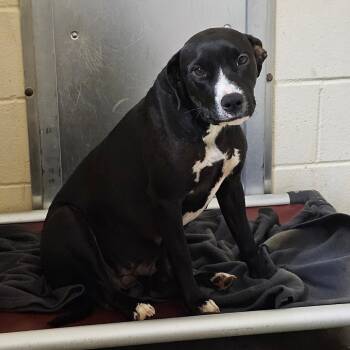 Rescue Labrador Retriever Dogs for Adoption in Palestine, Texas - Delta Dawn | PetCurious