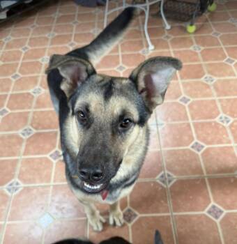 Frankie -  German Shepherd Dog Dog for Adoption in Greeneville, Tennessee - Frankie | PetCurious