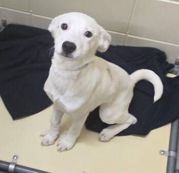 Border Collie Dogs Available for Adoption in Sioux City, Iowa - Janet | PetCurious