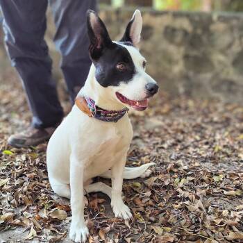 Patricia -  Cattle Dog and Mixed Breed Dog for Adoption in Bend, Oregon - Patricia | PetCurious