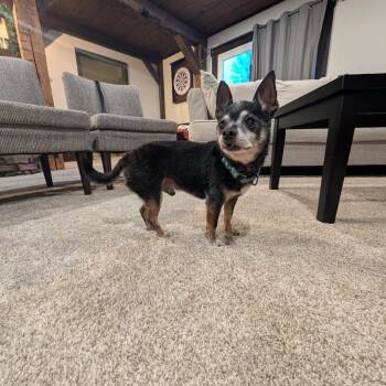 Chihuahua Dogs Available for Adoption in Rochester, Minnesota - Chinook | PetCurious