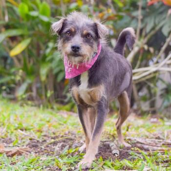 Mixed Breed Dogs Available for Adoption - Mia | PetCurious