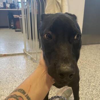 1031-D26 -  Mixed Breed Dog for Adoption in Port Charlotte, Florida - 1031-D26 | PetCurious