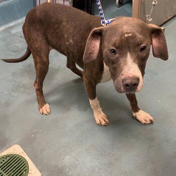 Wilbur -  Mixed Breed Dog for Adoption in Memphis, Tennessee - Wilbur | PetCurious