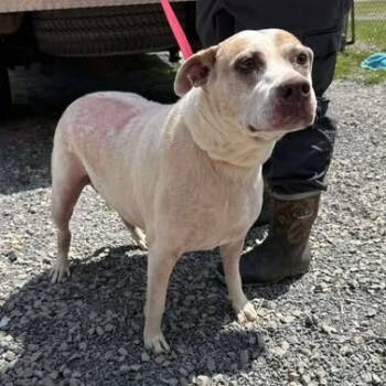 Rescue Mixed Breed Dogs for Adoption in Fairmont, West Virginia - Celia | PetCurious