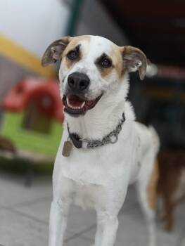 MATEO -  Foxhound and Labrador Retriever Dog for Adoption in Langley Township, British Columbia - MATEO | PetCurious