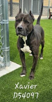 Pit Bull Terrier Dogs Available for Adoption in Clarksville, Tennessee - Xavier | PetCurious